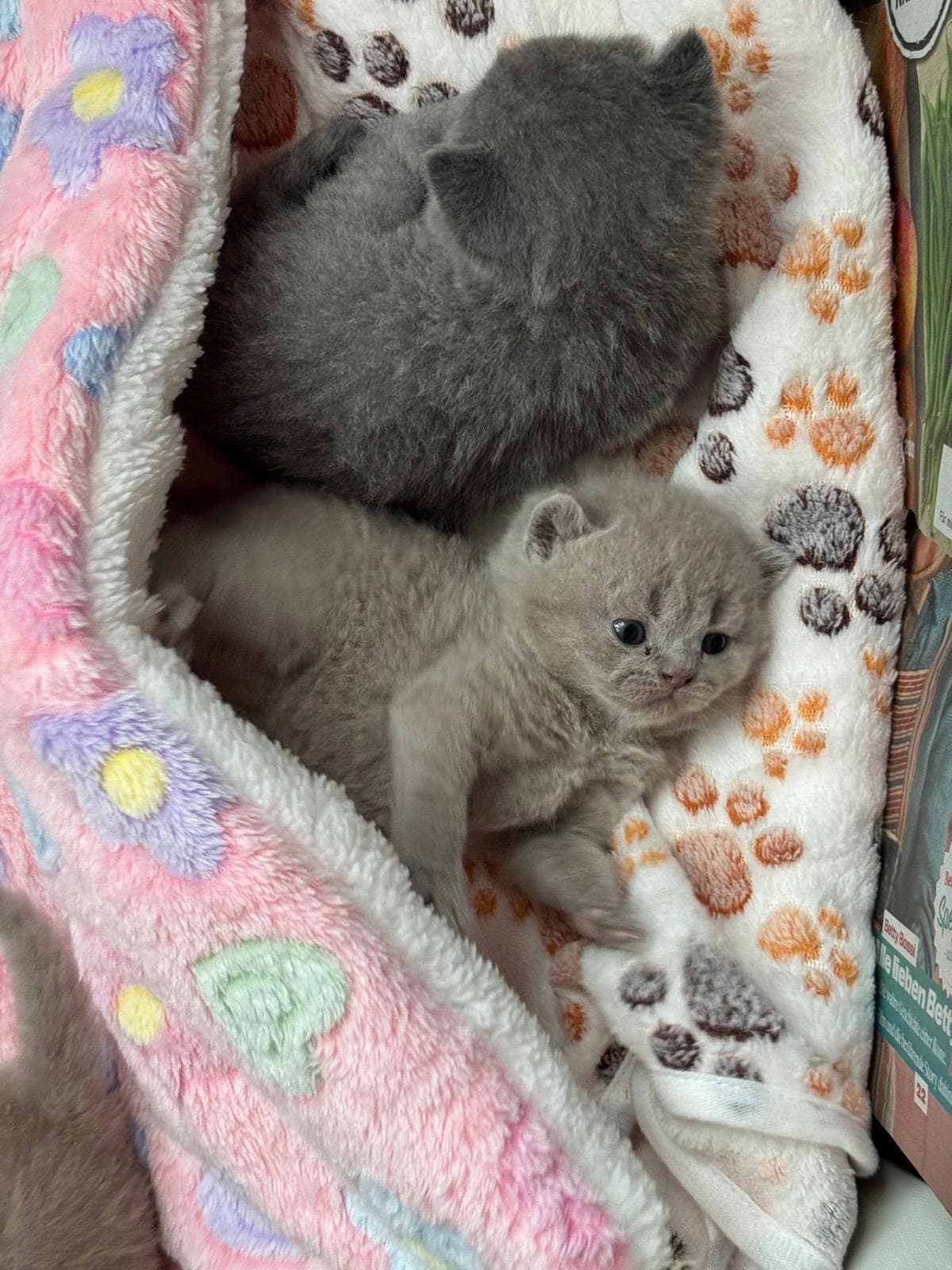 Reinrassige Britisch Kurzhaar Kitten