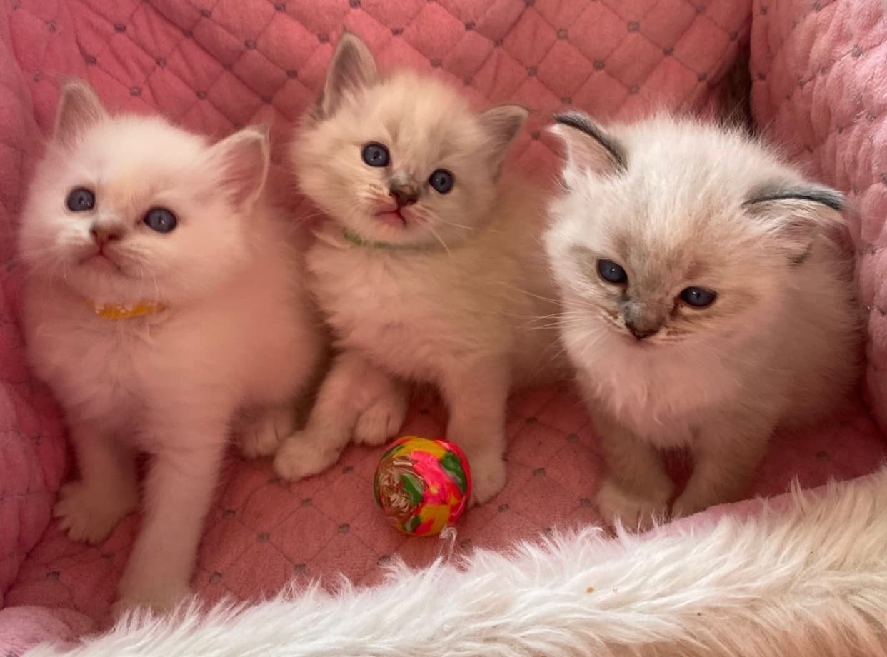 Ragdoll Kitten