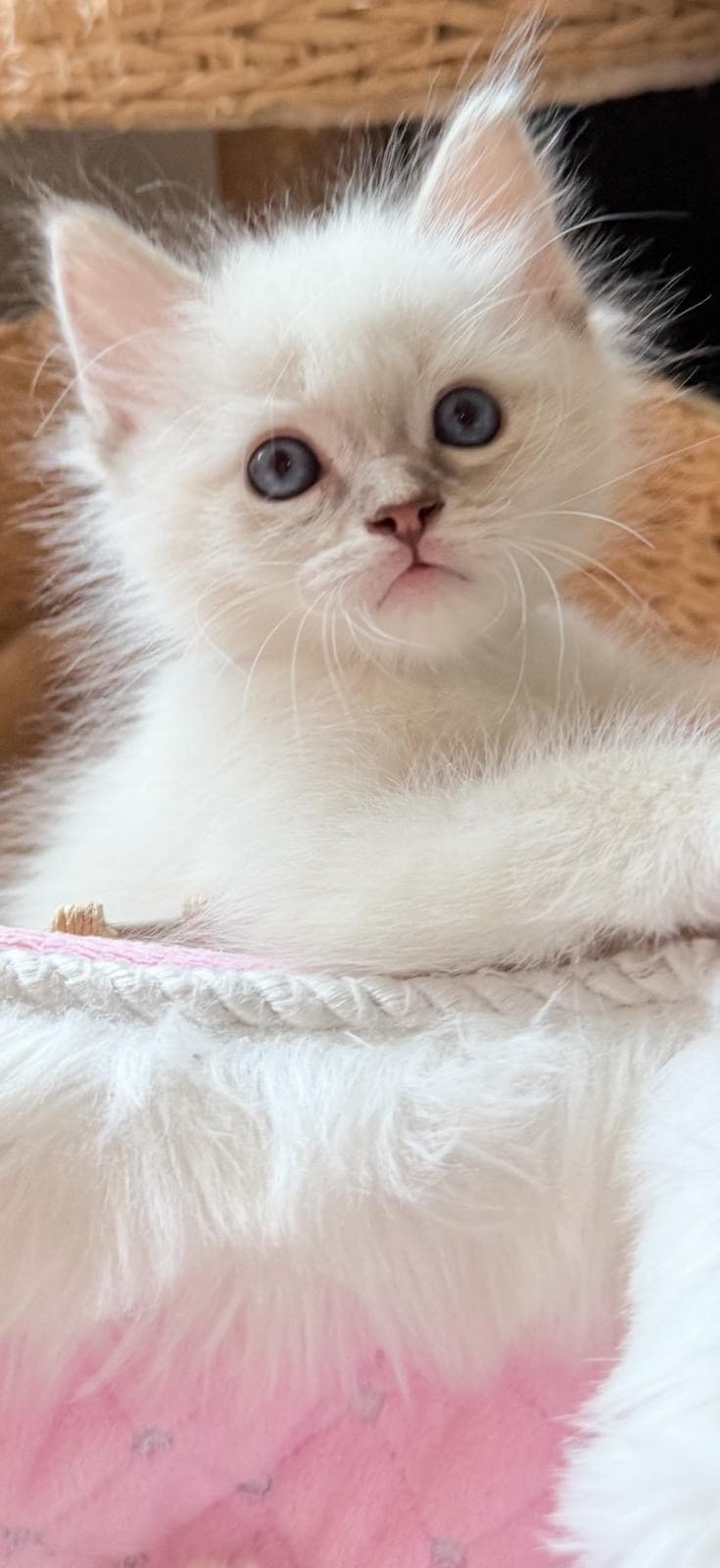 Ragdoll Kitten