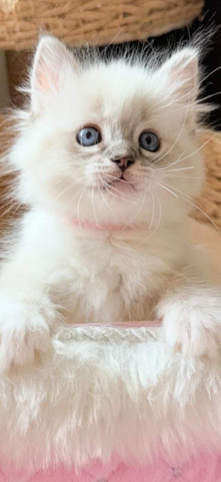 Ragdoll Kitten