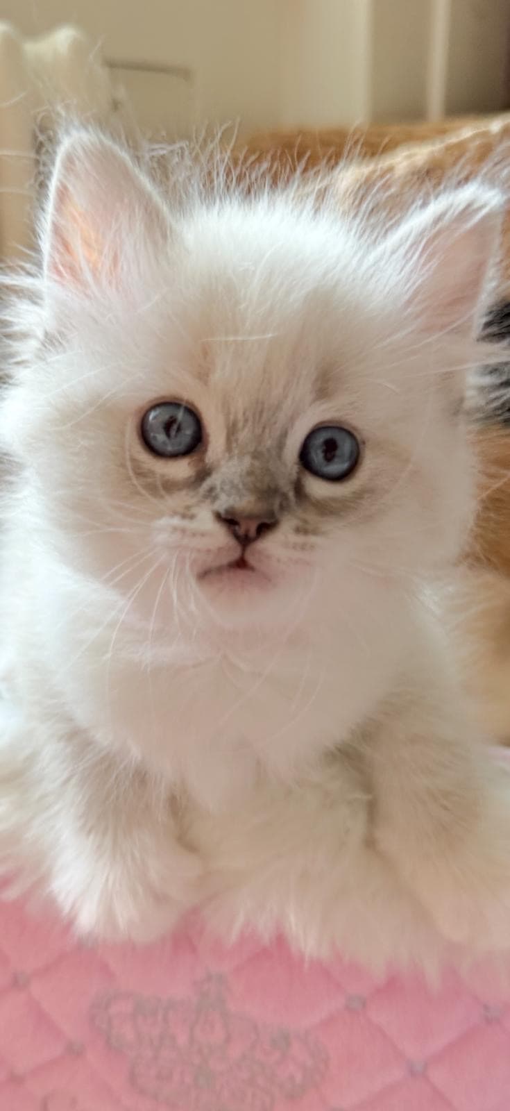 Ragdoll Kitten