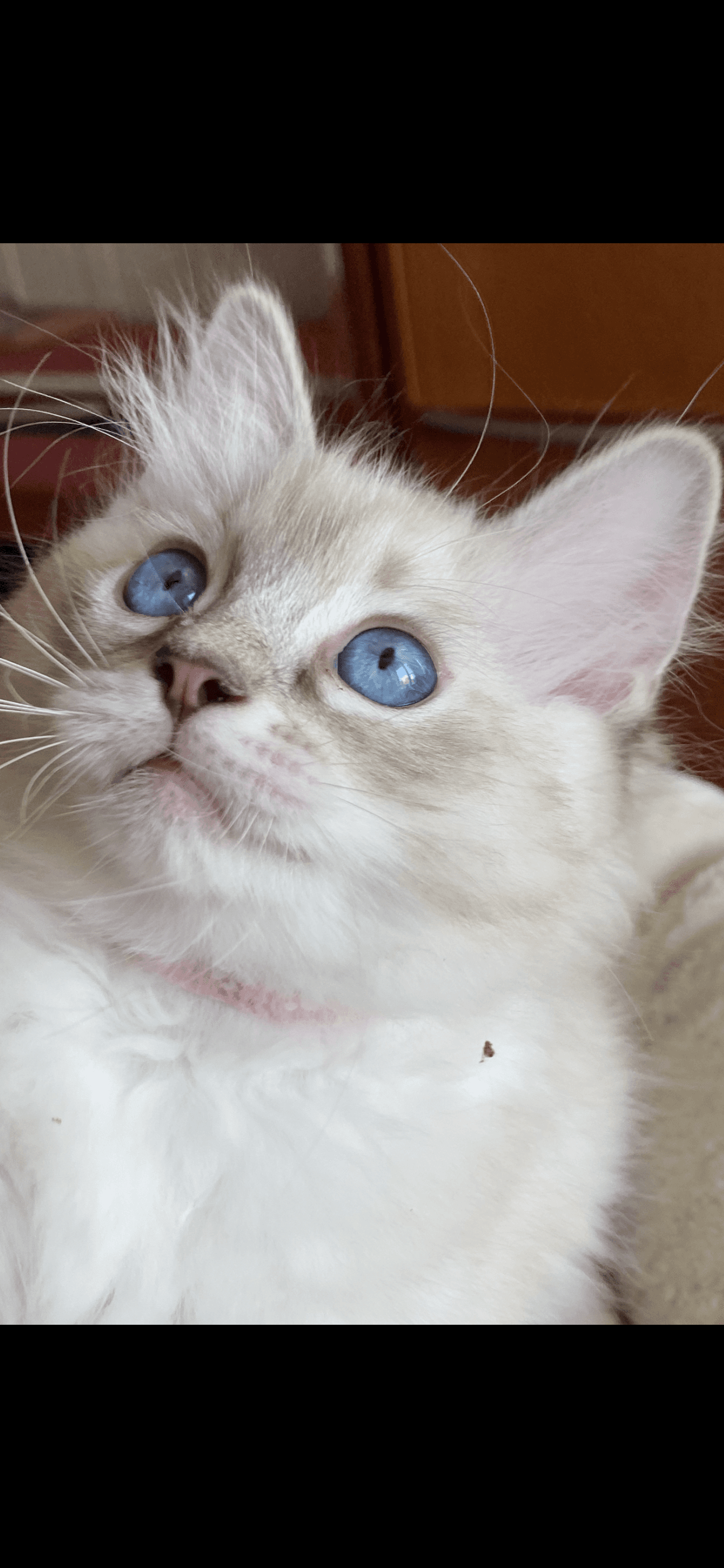 Ragdoll Kitten
