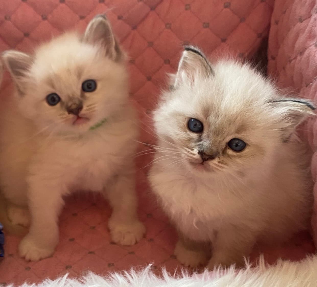 Ragdoll Kitten