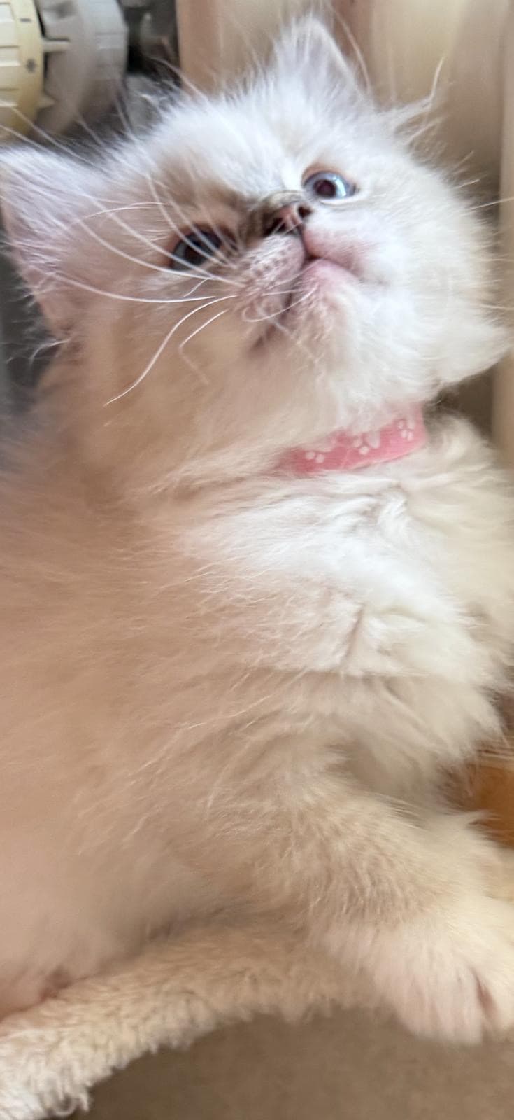 Ragdoll Kitten