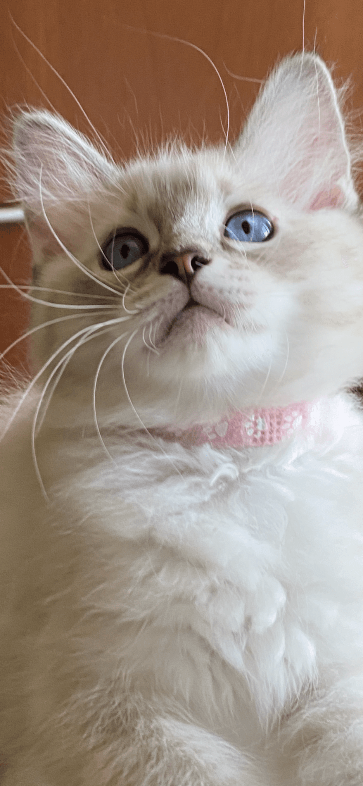 Ragdoll Kitten
