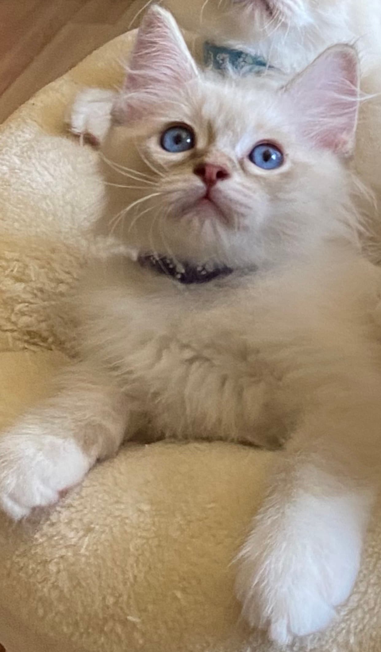 Ragdoll Kitten