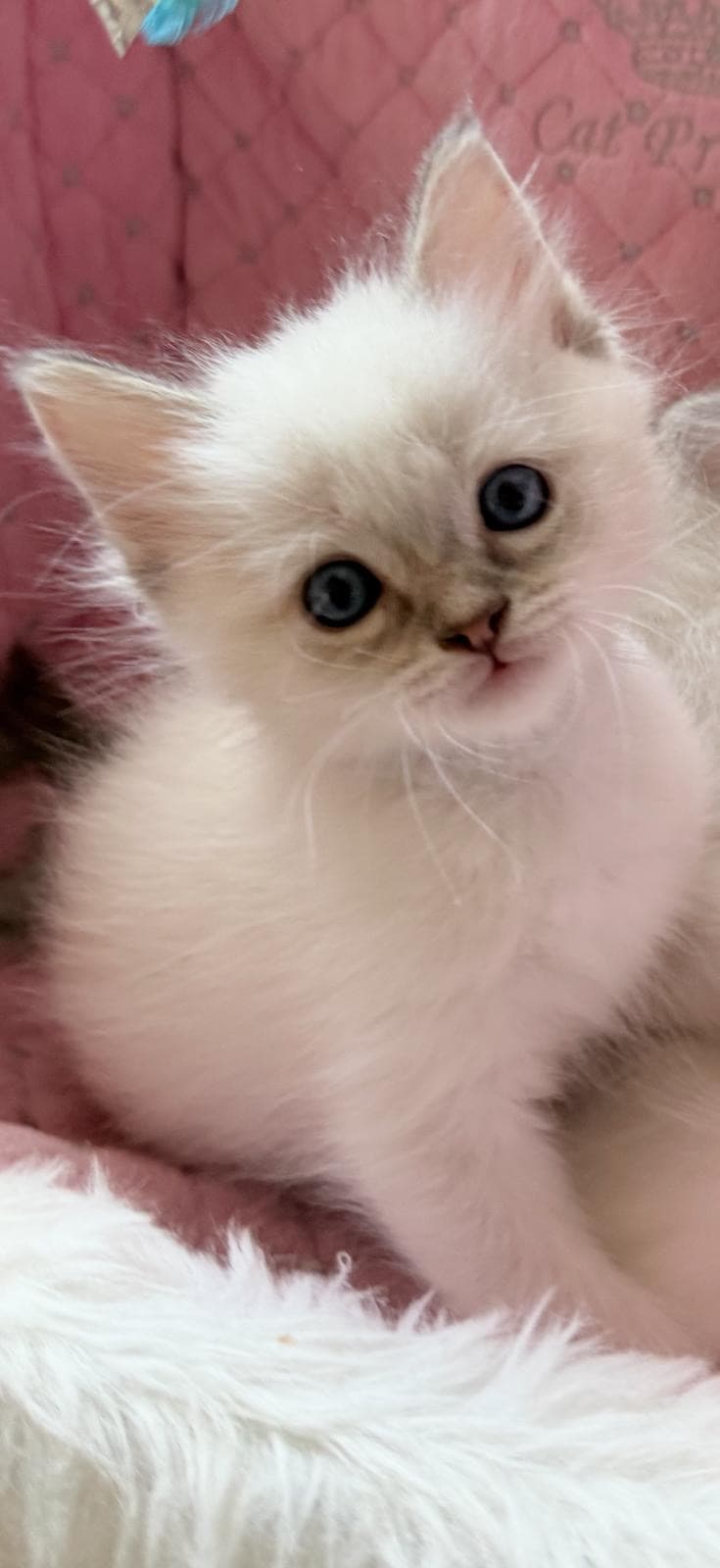 Ragdoll Kitten