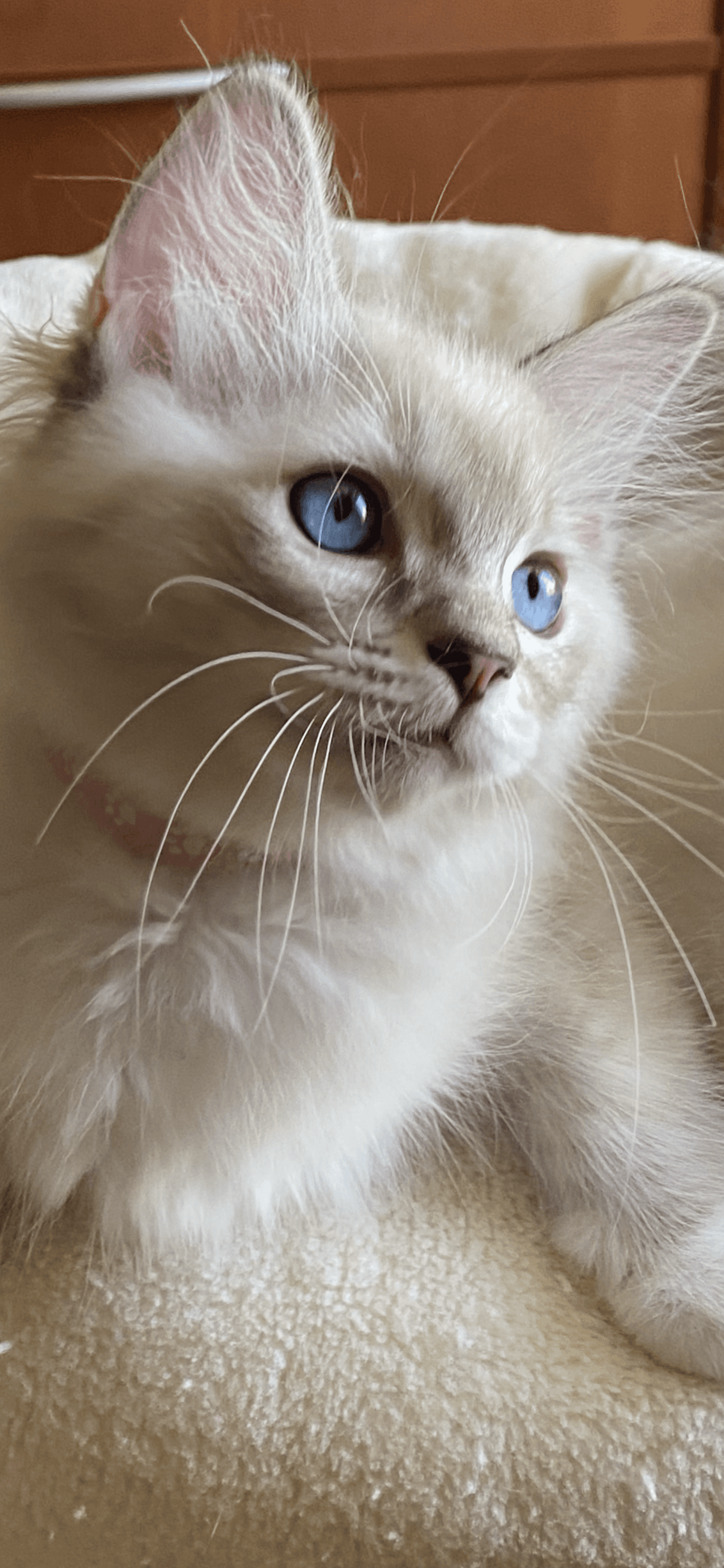 Ragdoll Kitten