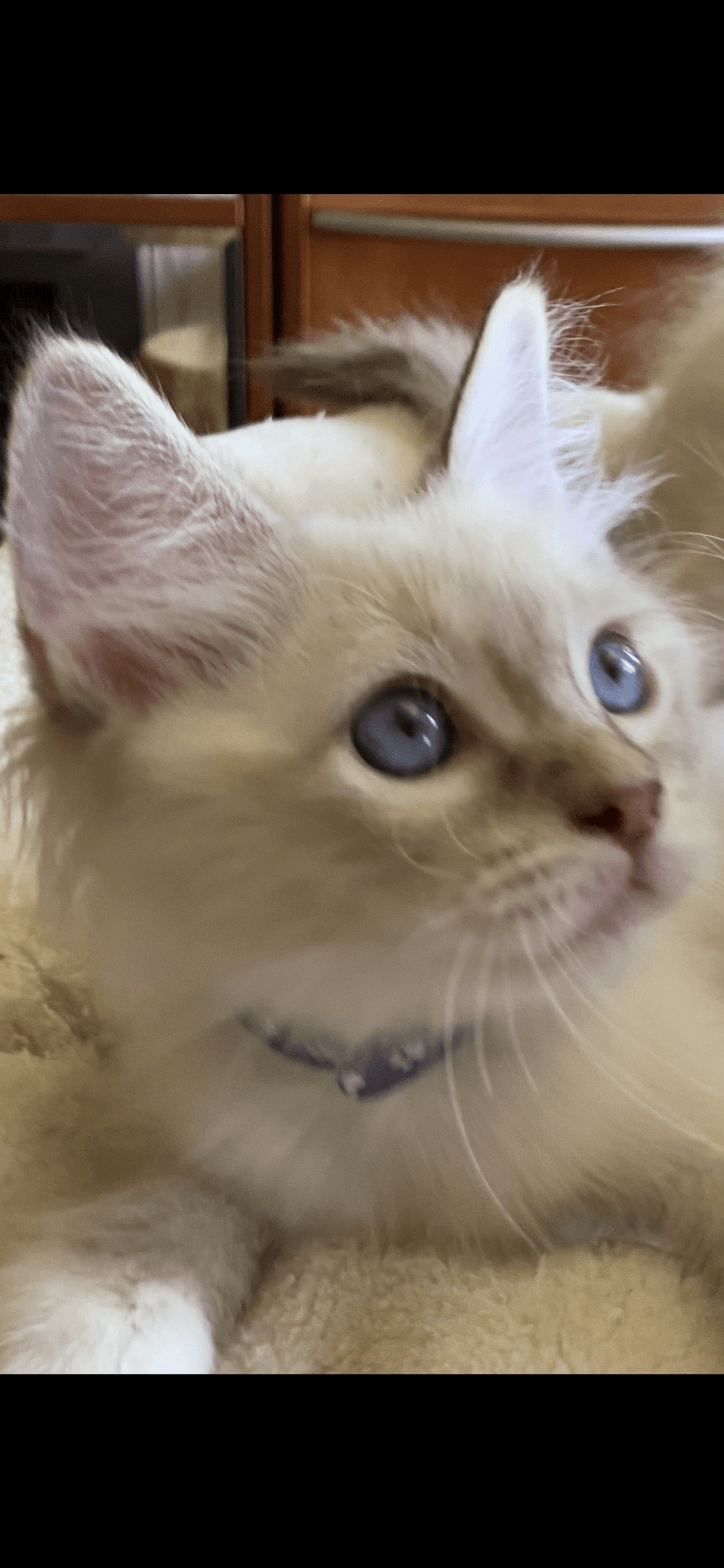 Ragdoll Kitten