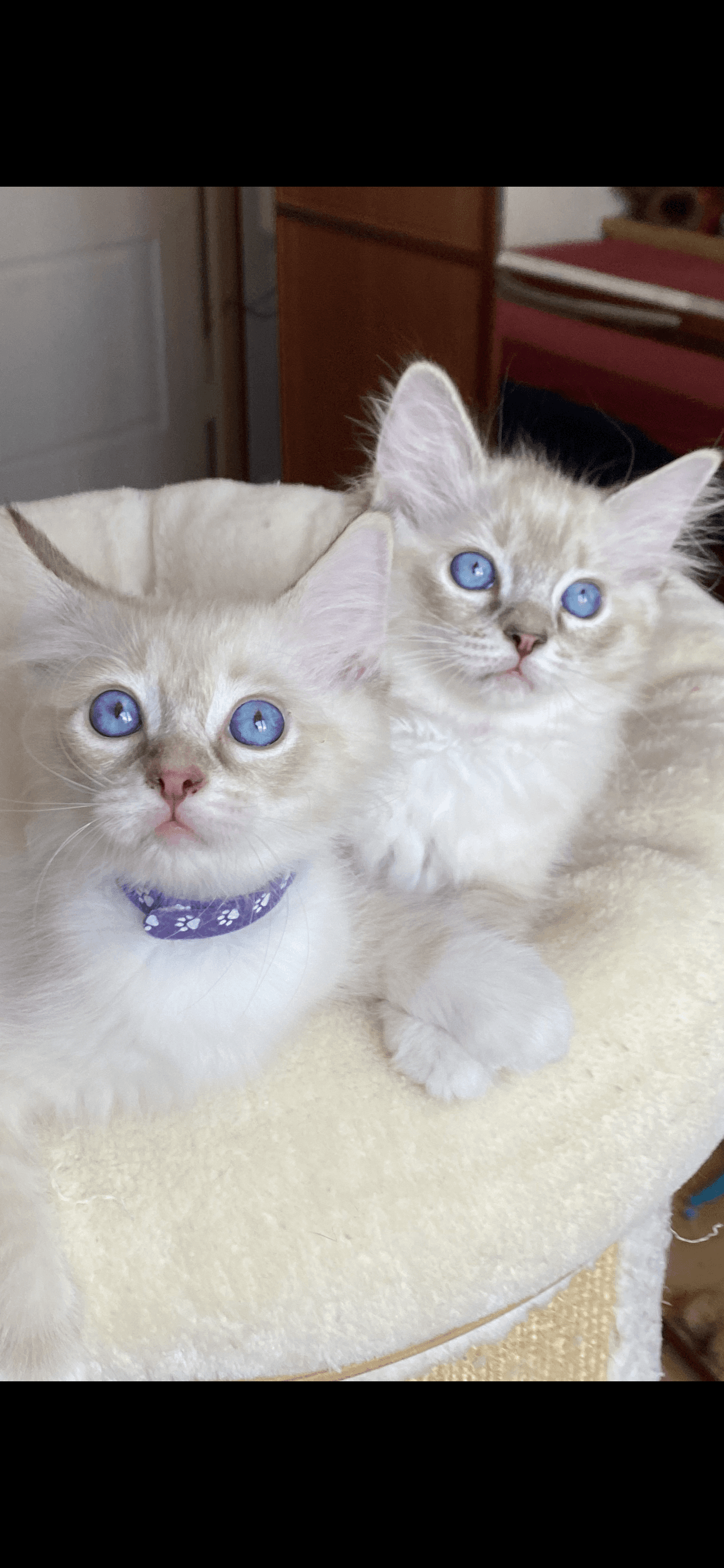 Ragdoll Kitten