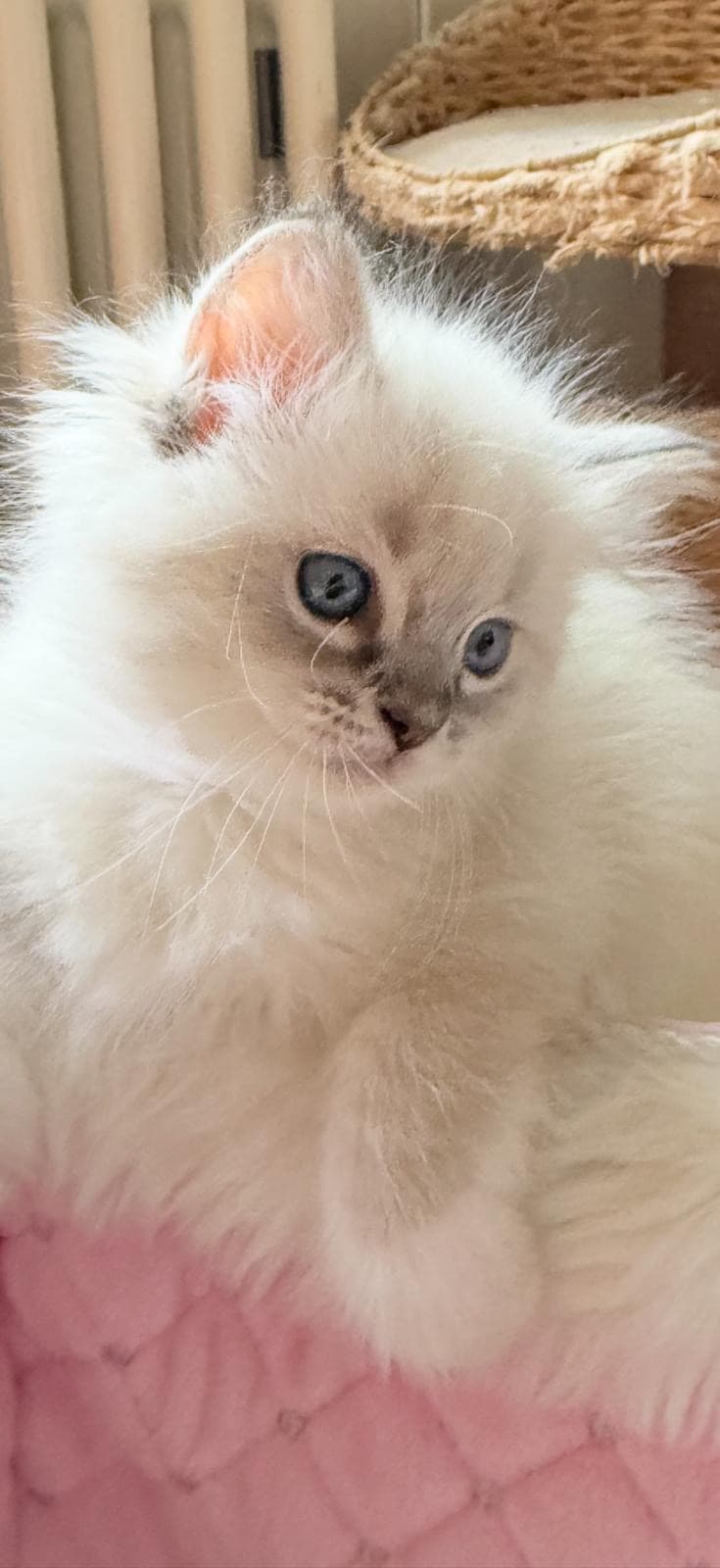 Ragdoll Kitten