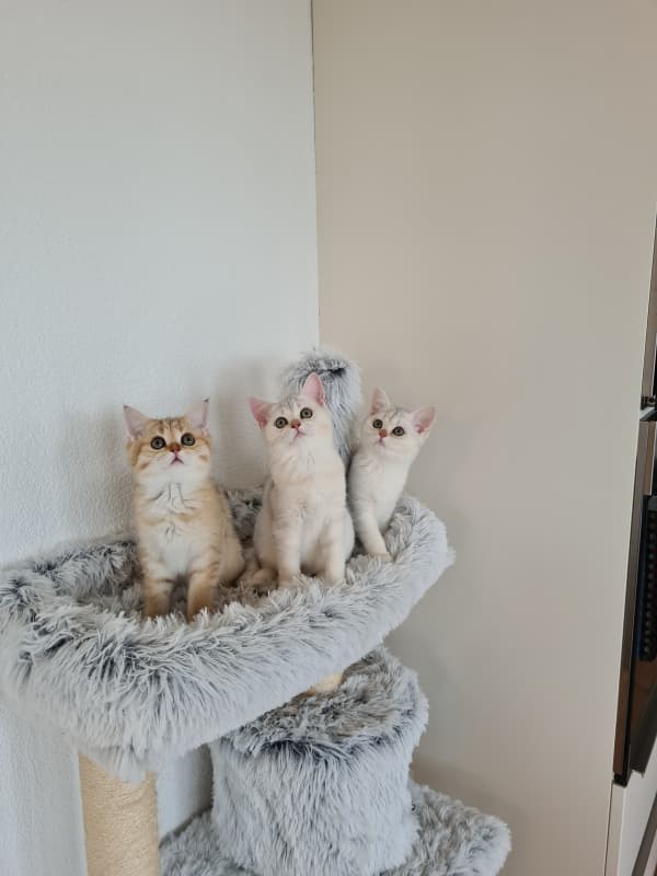 BKH Kitten