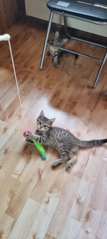 Kitten