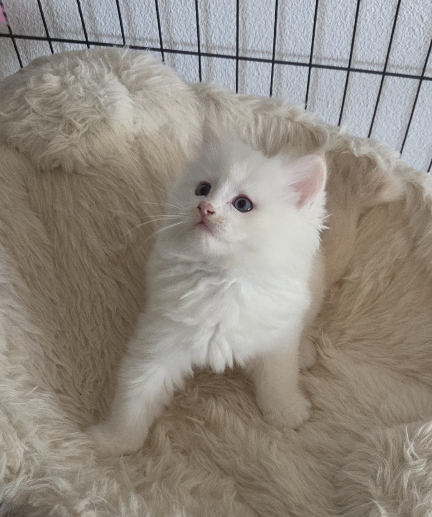 Ragdoll Kater Amber mit Stammbaum
