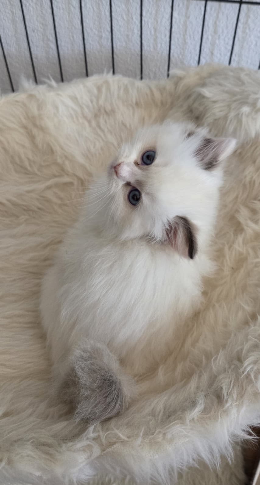 Ragdoll Kitten mit Stammbaum- Bis 12.08 den Name selbst wählen!