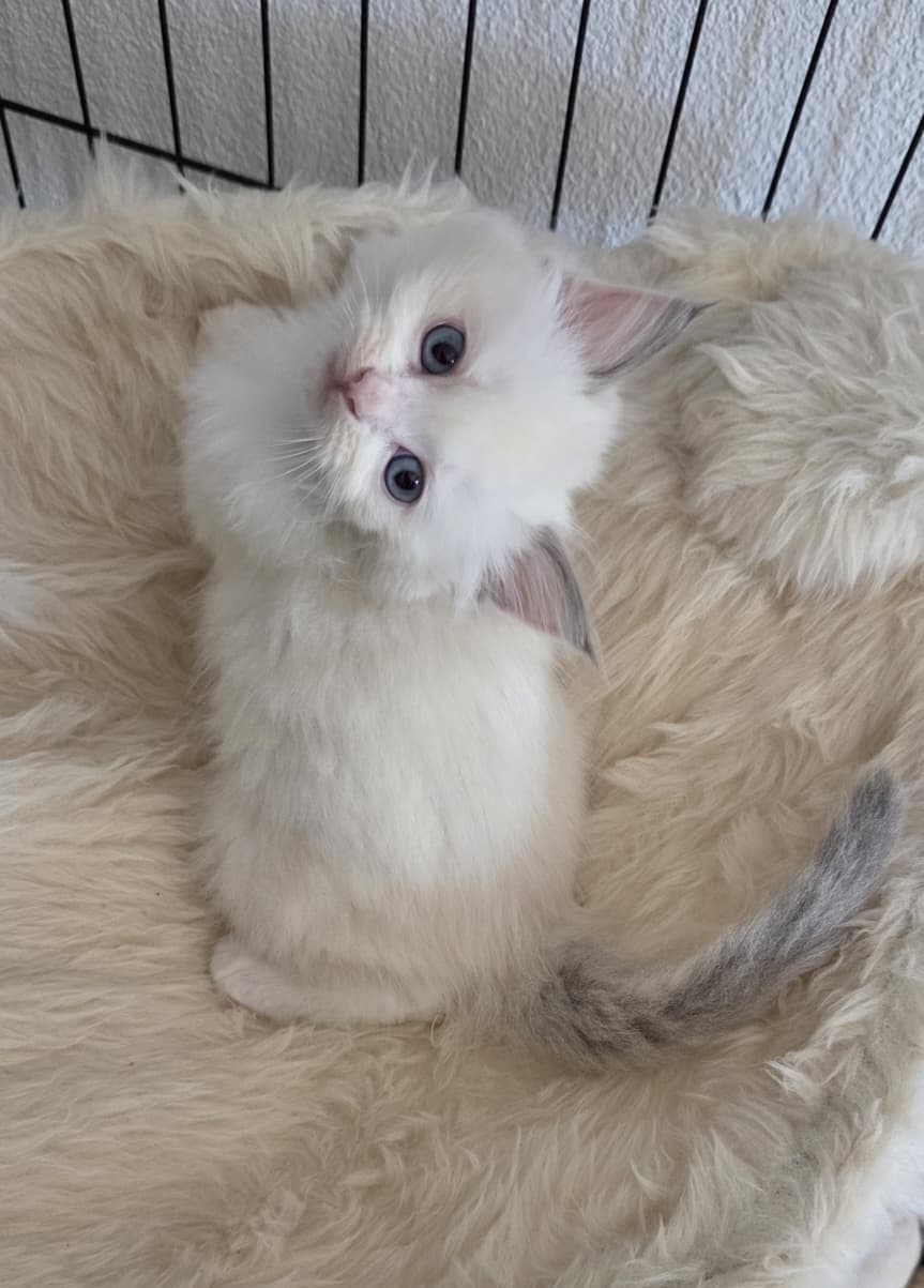 Ragdoll Kitten mit Stammbaum- Bis 12.08 den Name selbst wählen!
