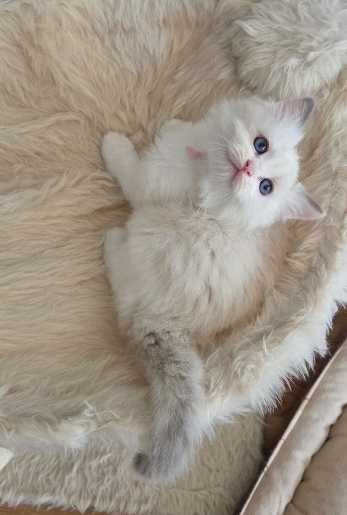 Ragdoll Kitten mit Stammbaum- Bis 12.08 den Name selbst wählen!