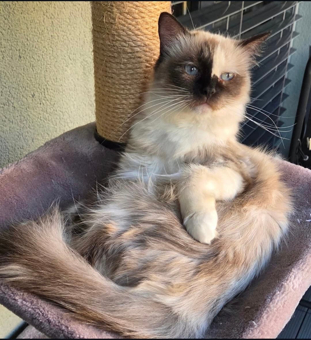 Liebevolle Ragdoll-Kitten suchen ihr Zuhause