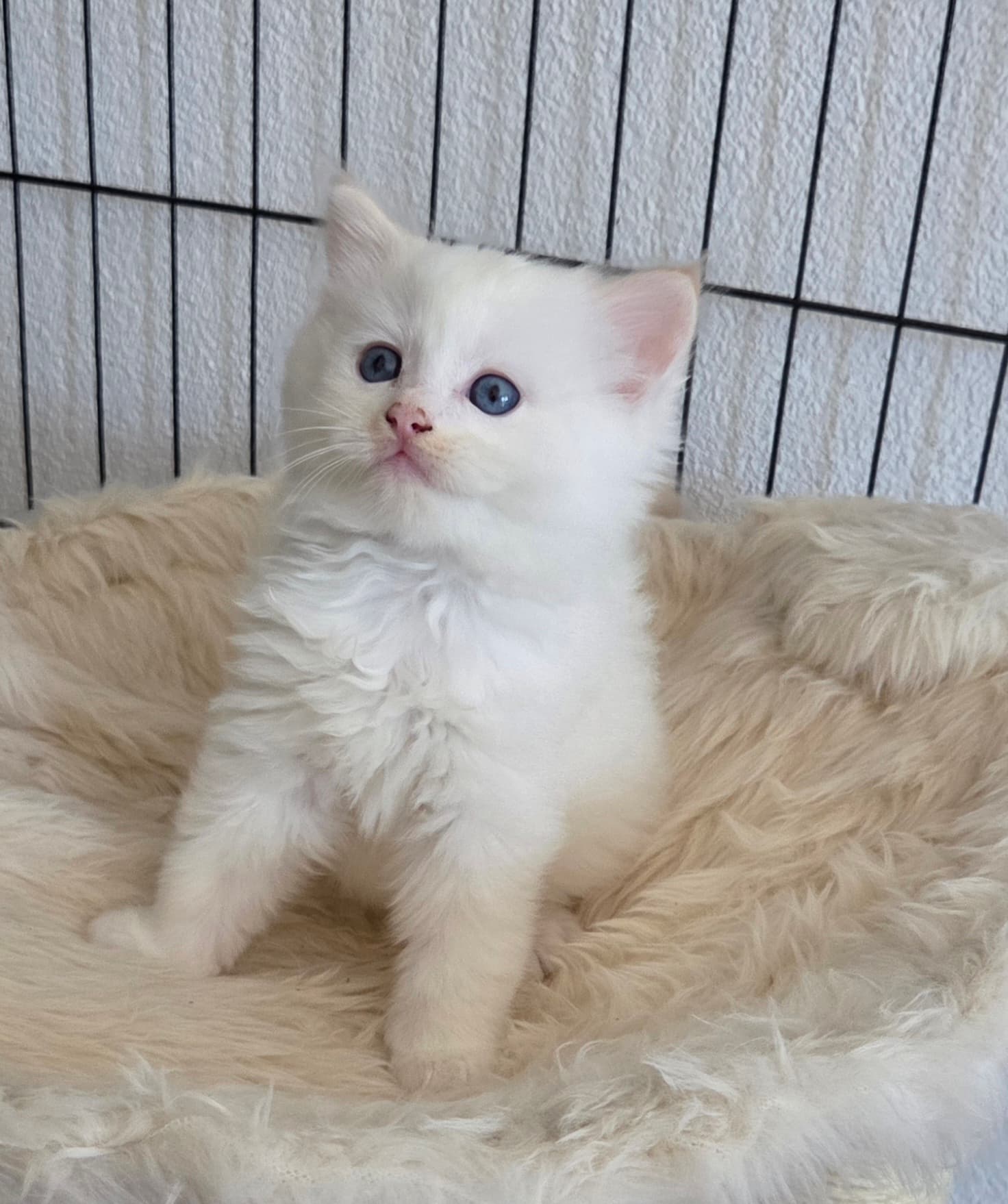 Ragdoll Kitten mit Stammbaum- Bis 12.08 den Name selbst wählen!