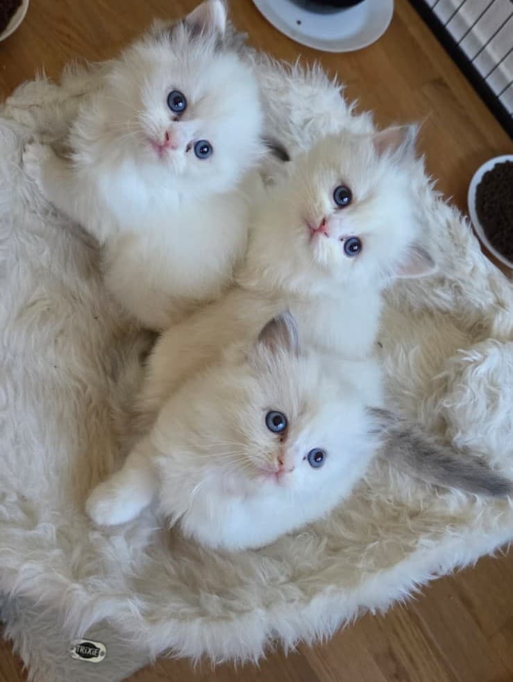 Liebevolle Ragdoll-Kitten suchen ihr Zuhause