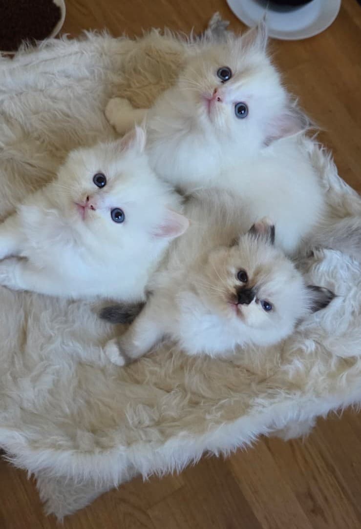 Liebevolle Ragdoll-Kitten suchen ihr Zuhause
