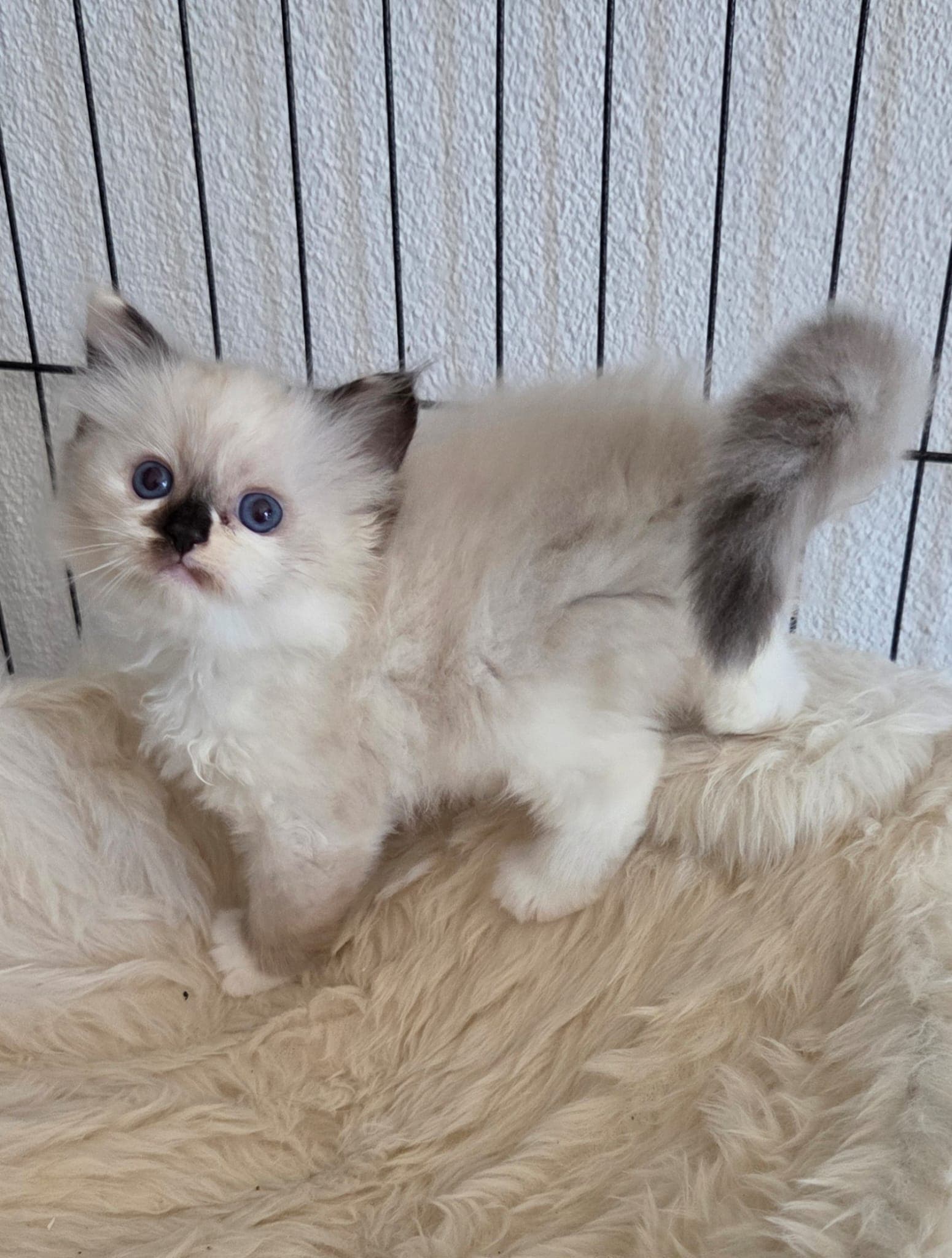 Ragdoll Kitten mit Stammbaum- Bis 12.08 den Name selbst wählen!