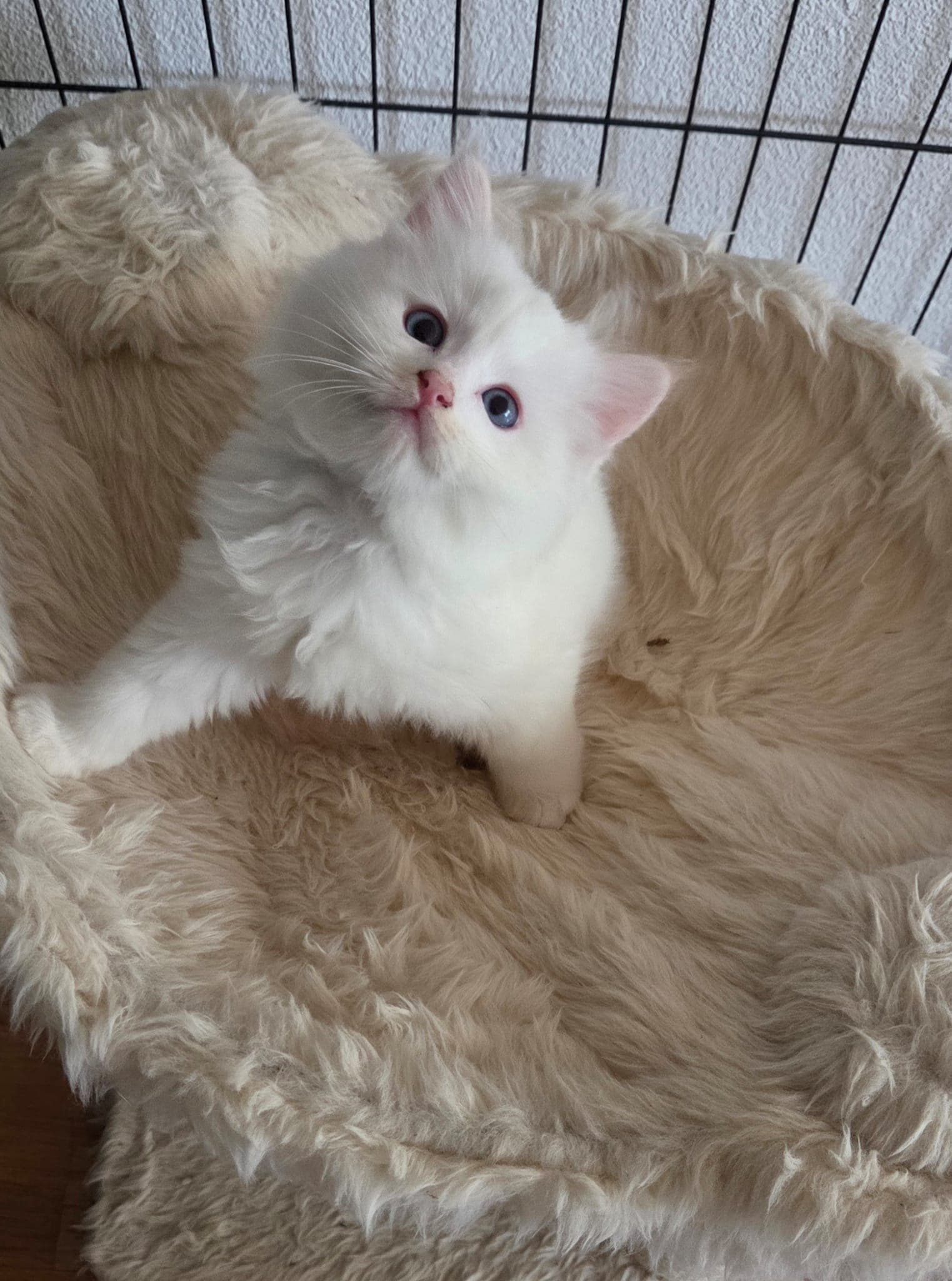 Ragdoll Kater Amber mit Stammbaum