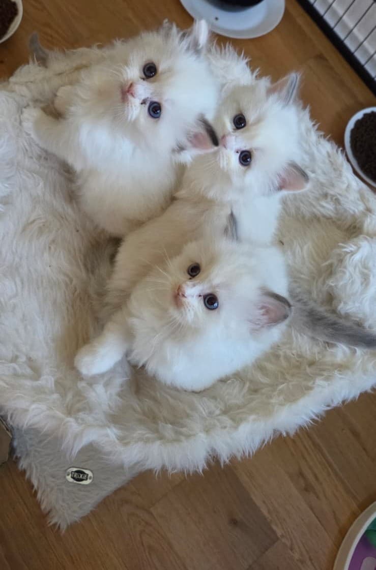 Liebevolle Ragdoll-Kitten suchen ihr Zuhause