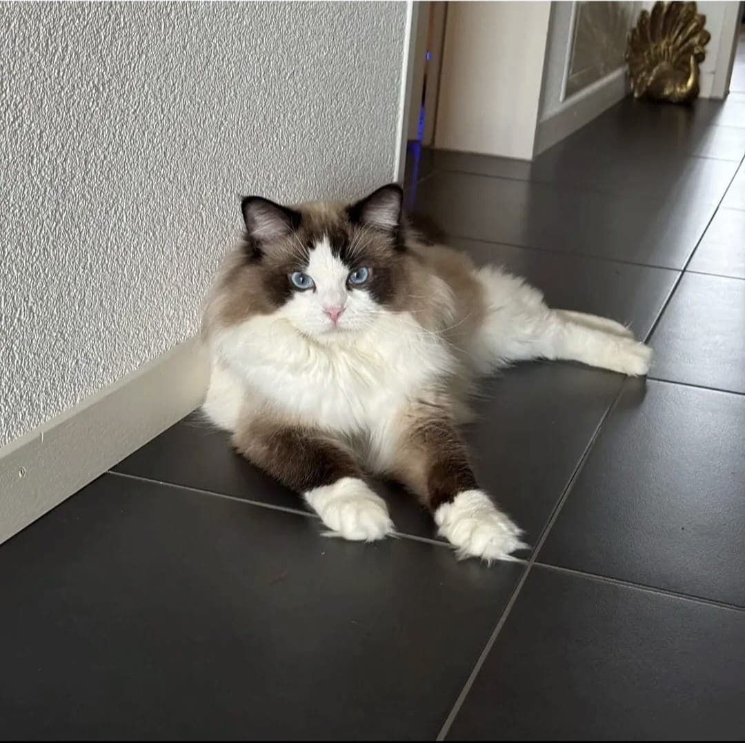 Liebevolle Ragdoll-Kitten suchen ihr Zuhause
