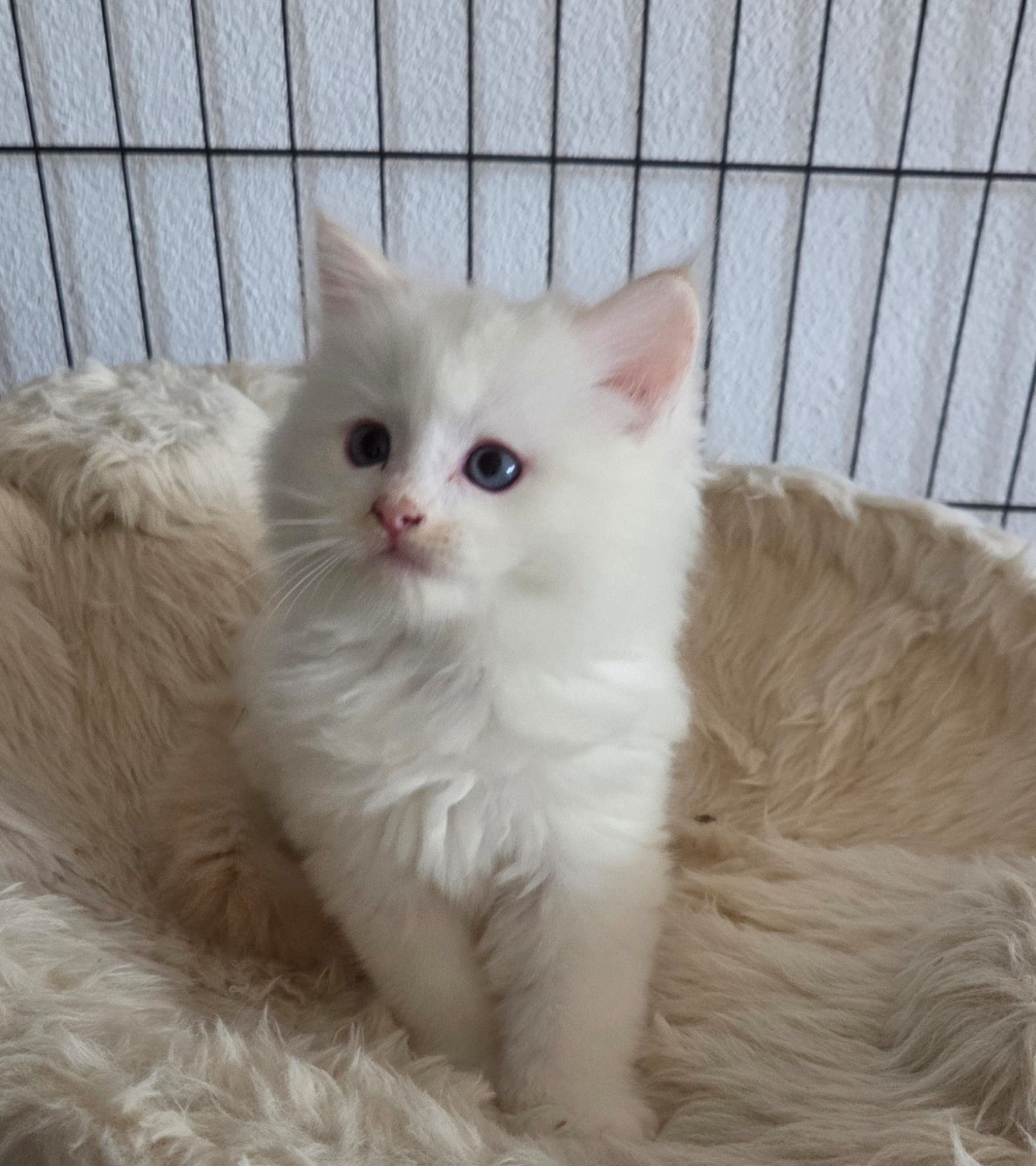 Ragdoll Kater Amber mit Stammbaum