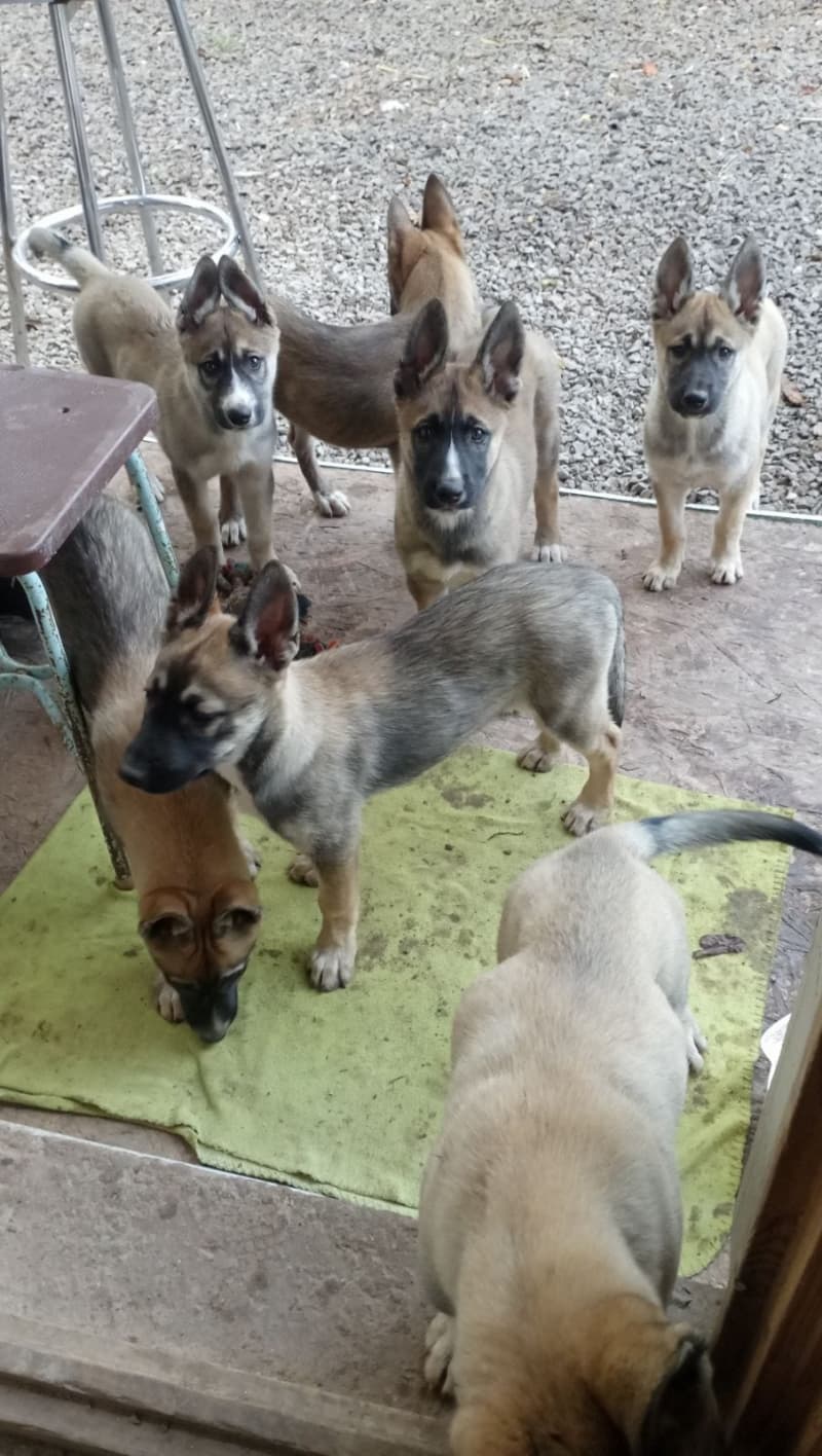 Welpen suche ein Liebesvolle Zuhause