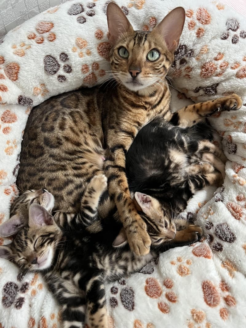 Reinrassige Bengalen mit Stammbaum