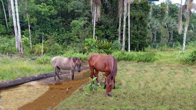 Brasilien 50 Ha Tiefpreis - Grundstück bei Rio direkt am Fluss