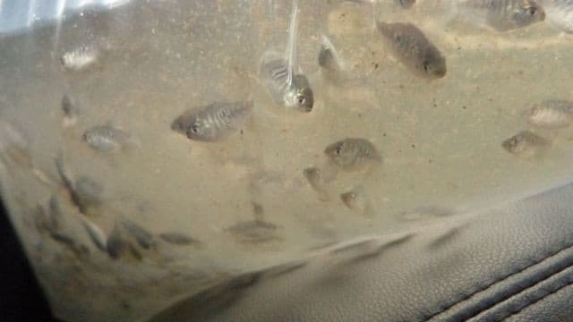 Brasilien 70 Ha Fischzucht in der Nähe von Manaus AM