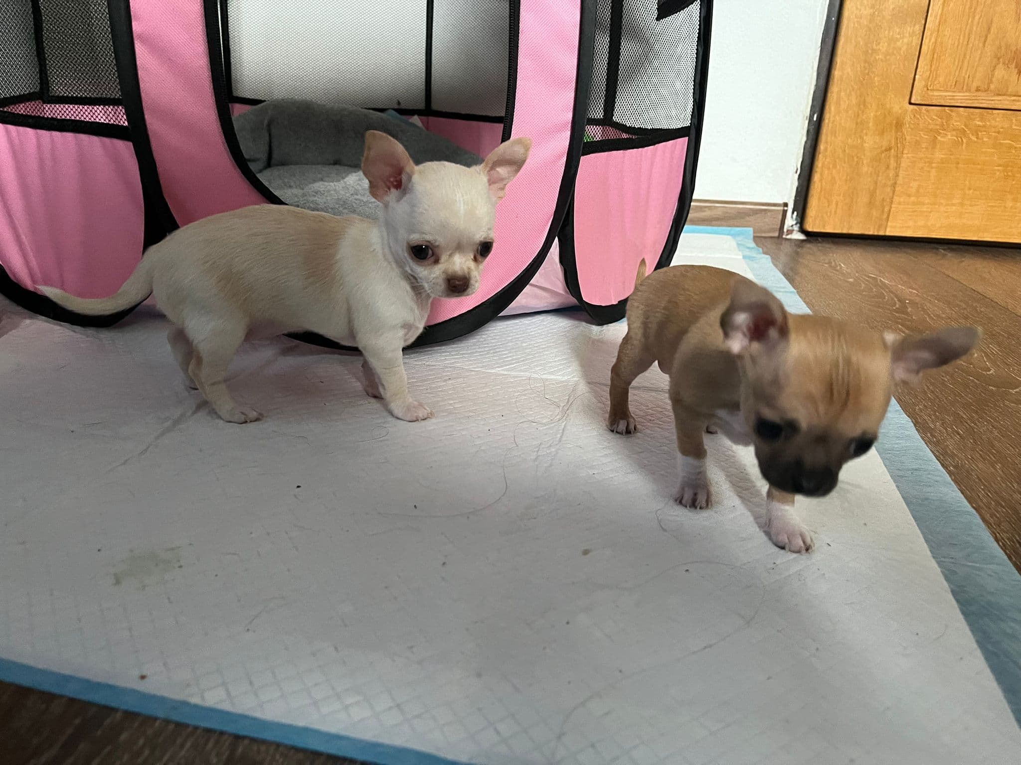Chihuahua welpen