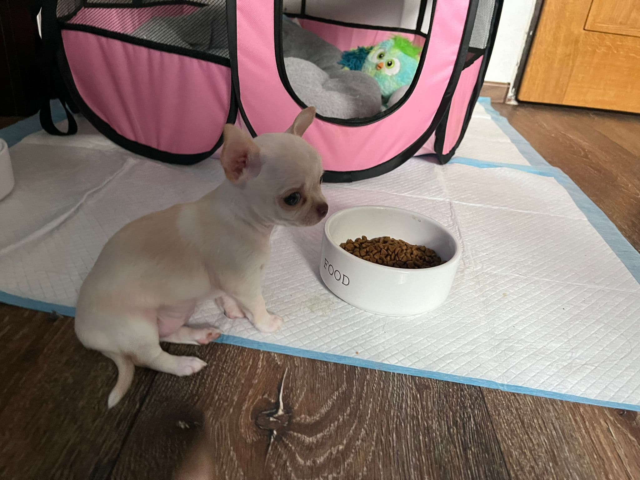 Chihuahua welpen
