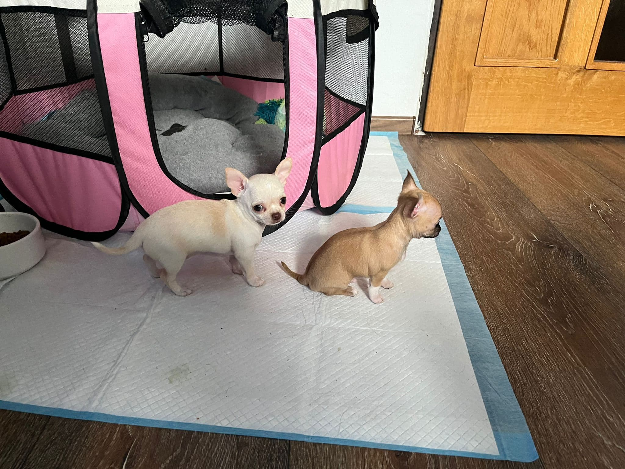 Chihuahua welpen