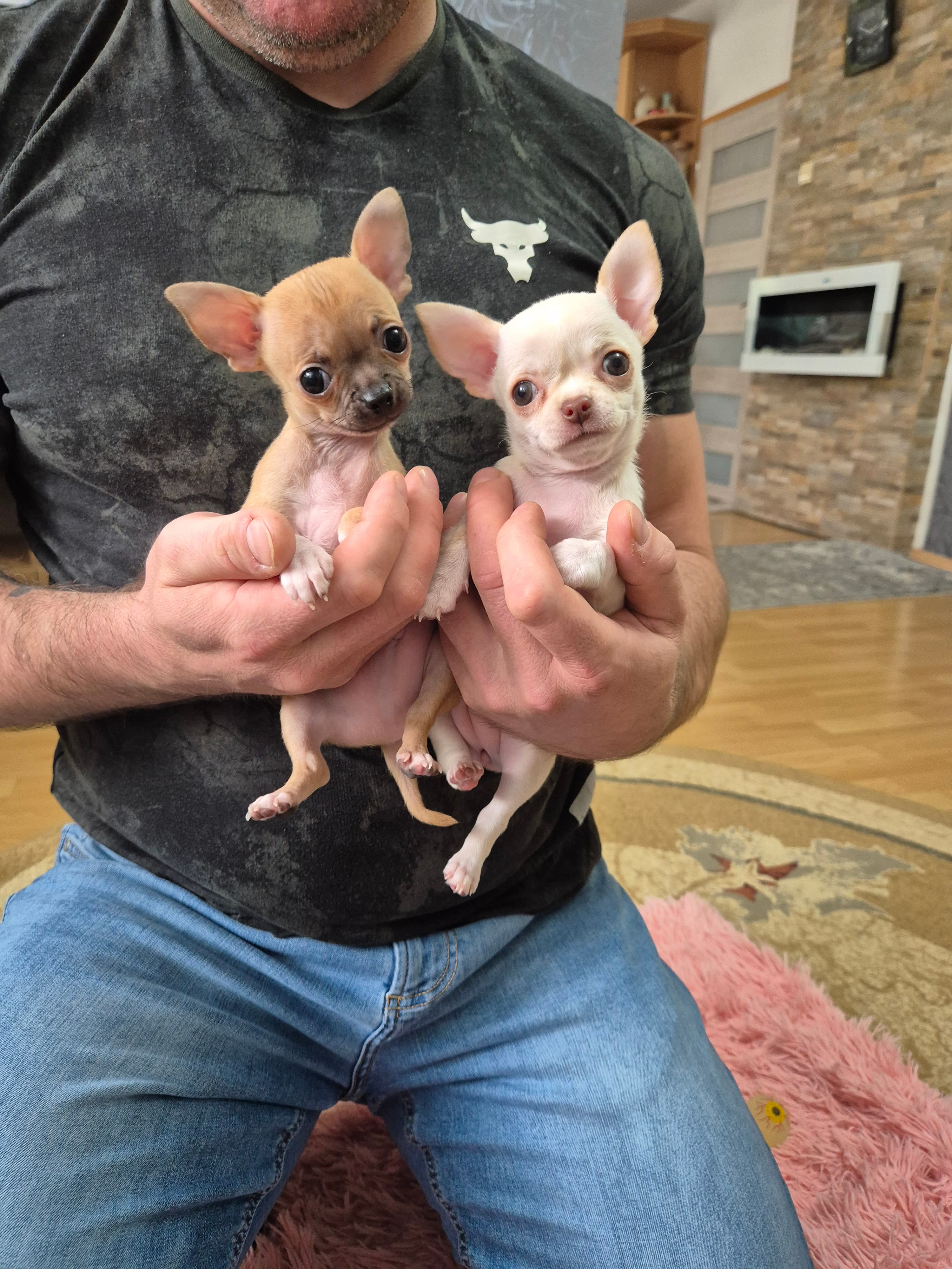Chihuahua welpen
