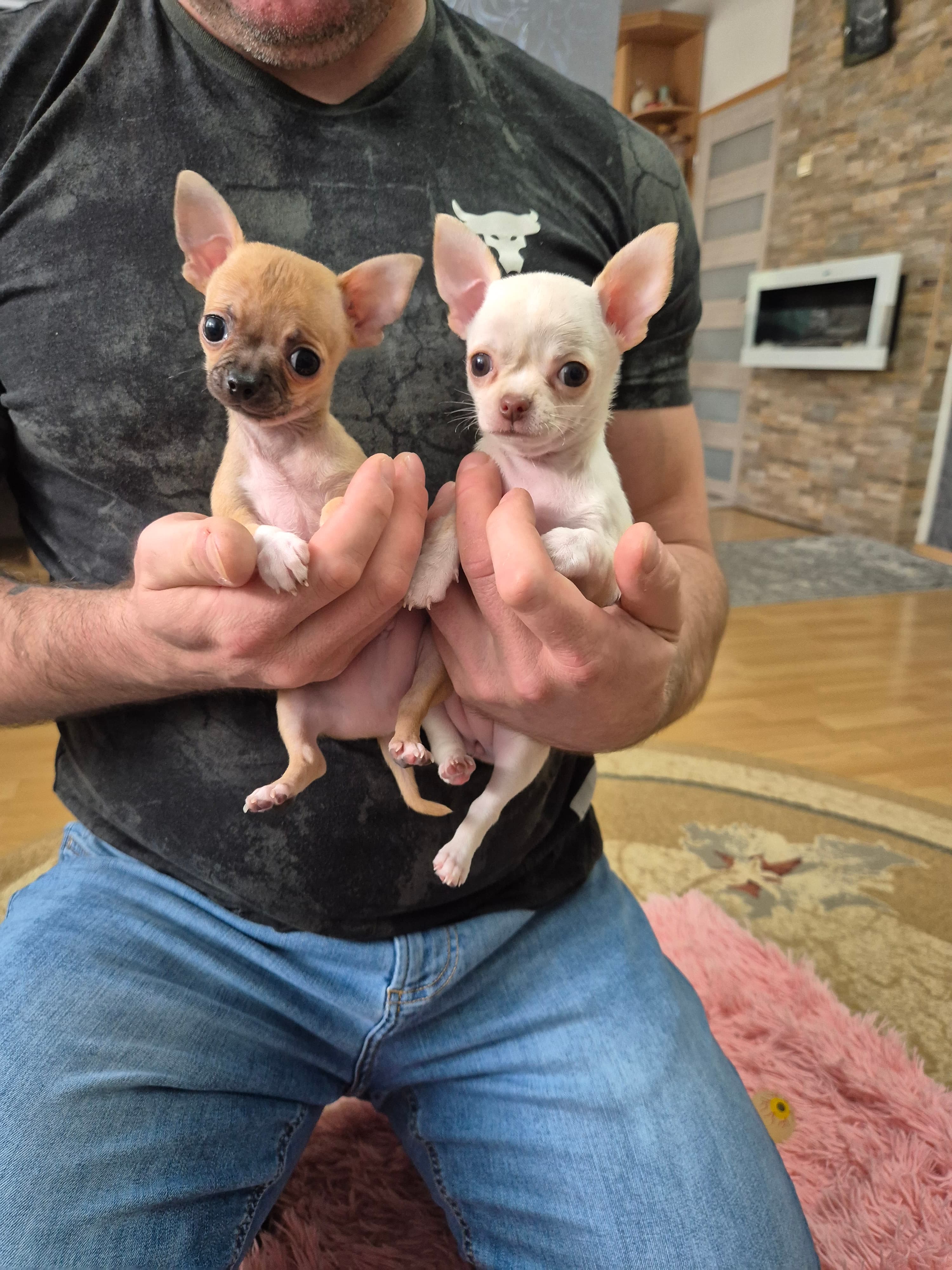 Chihuahua welpen