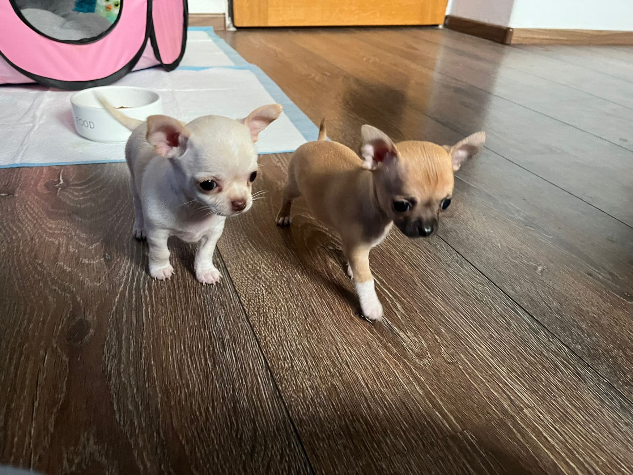 Chihuahua welpen