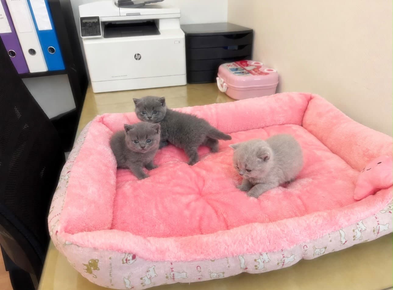 Reinrassige Britisch Kurzhaar Kitten