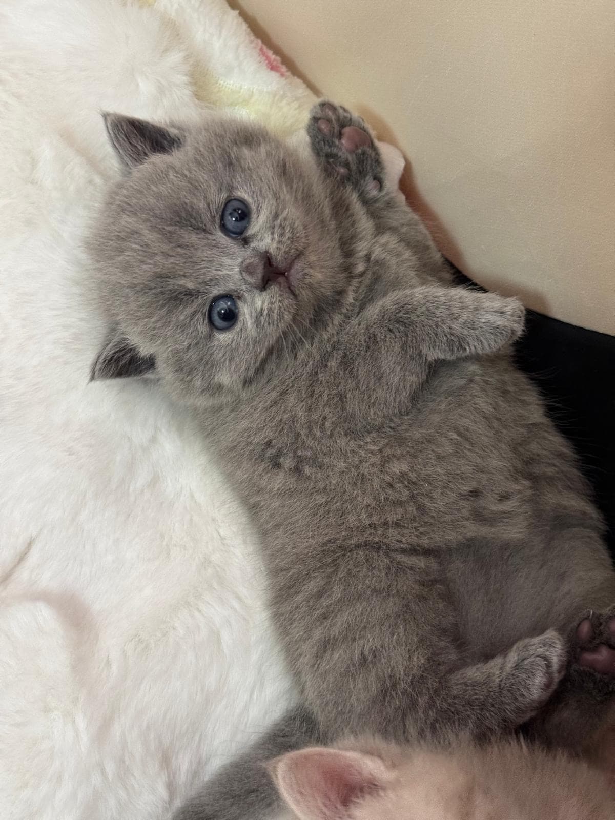 Reinrassige Britisch Kurzhaar Kitten