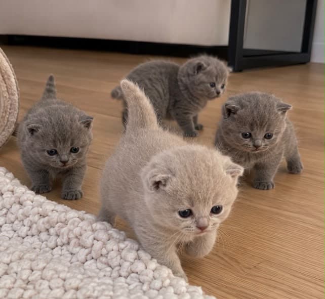 Reinrassige Britisch Kurzhaar Kitten