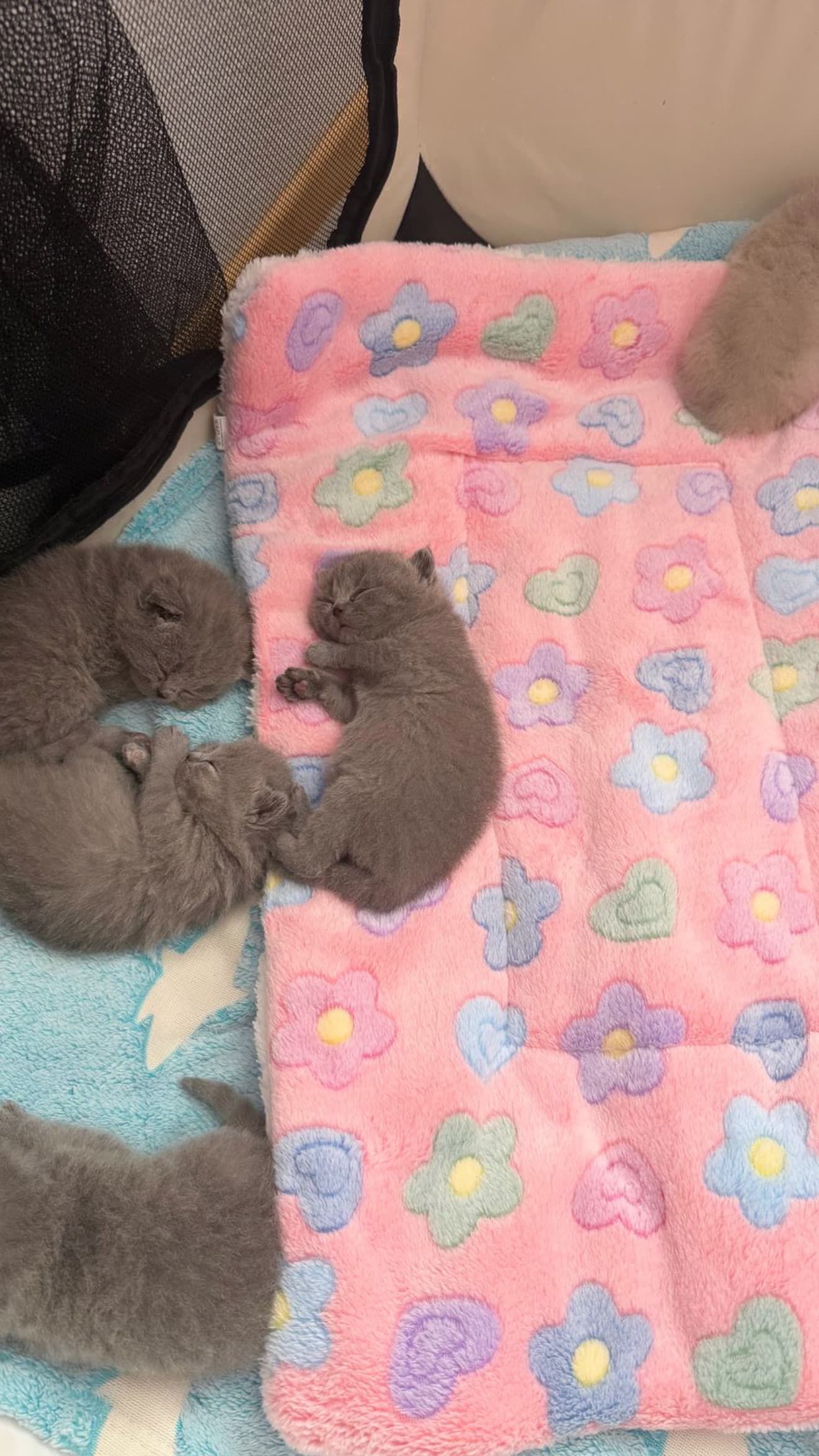 Reinrassige Britisch Kurzhaar Kitten