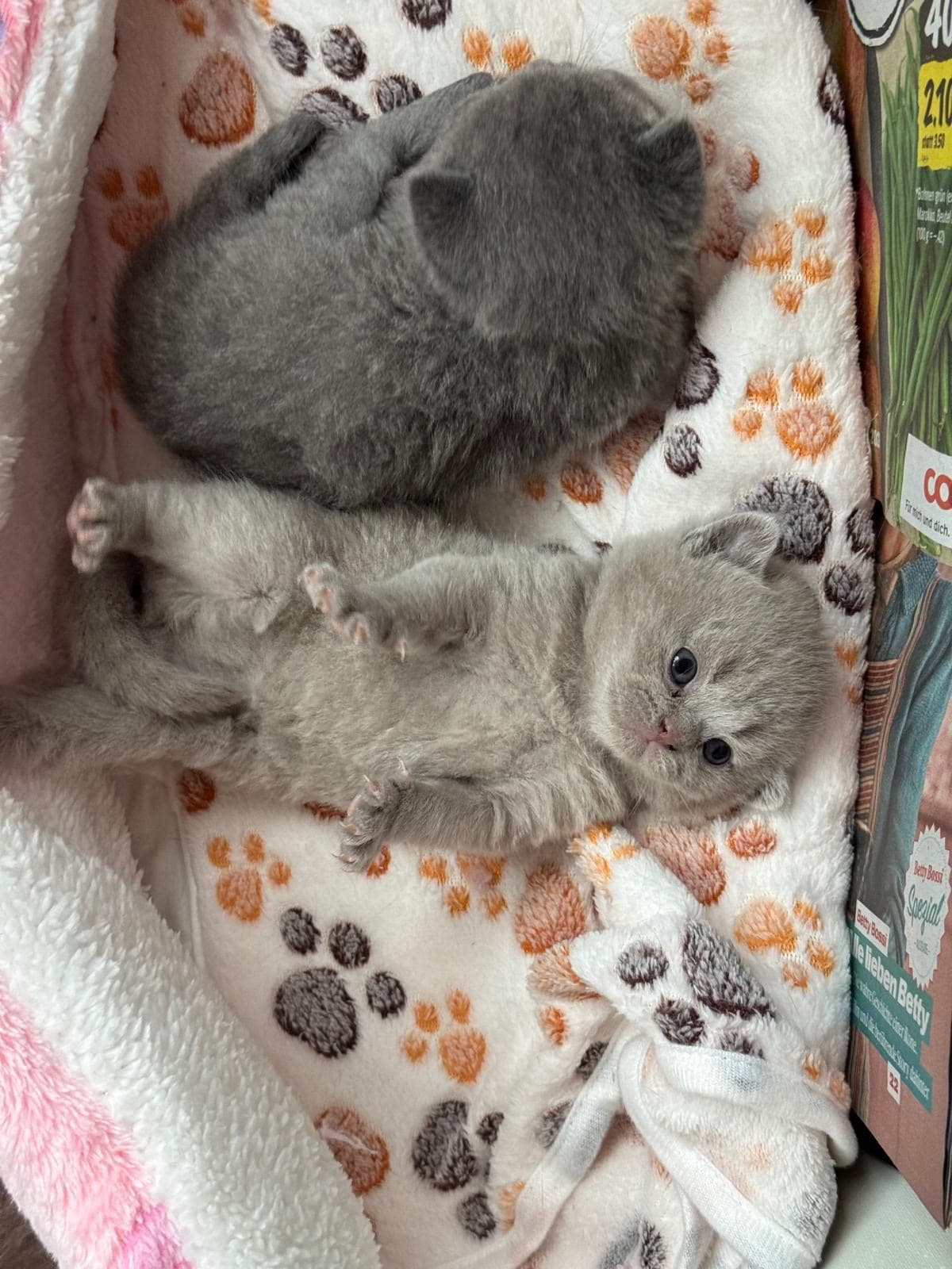 Reinrassige Britisch Kurzhaar Kitten