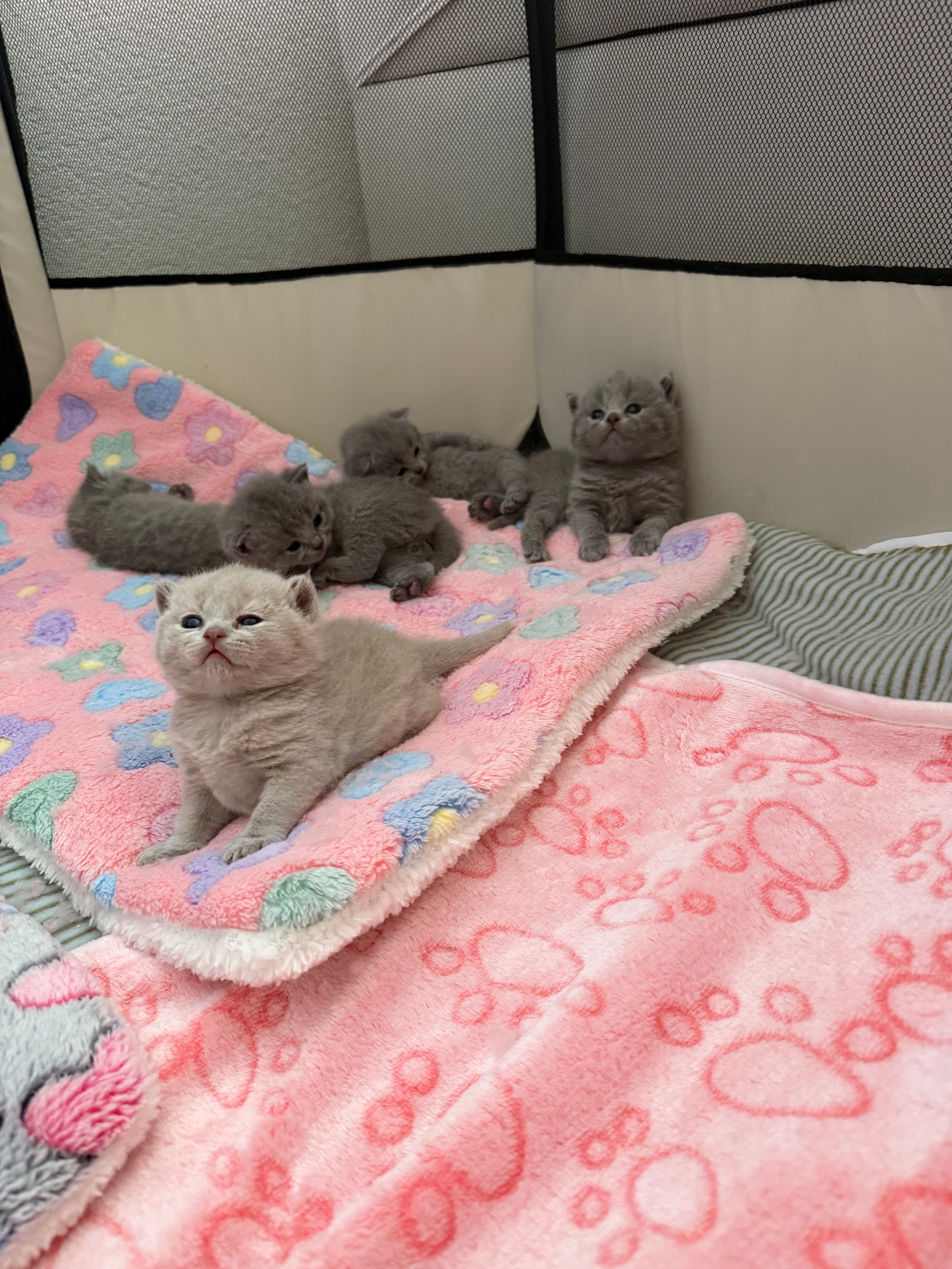 Reinrassige Britisch Kurzhaar Kitten