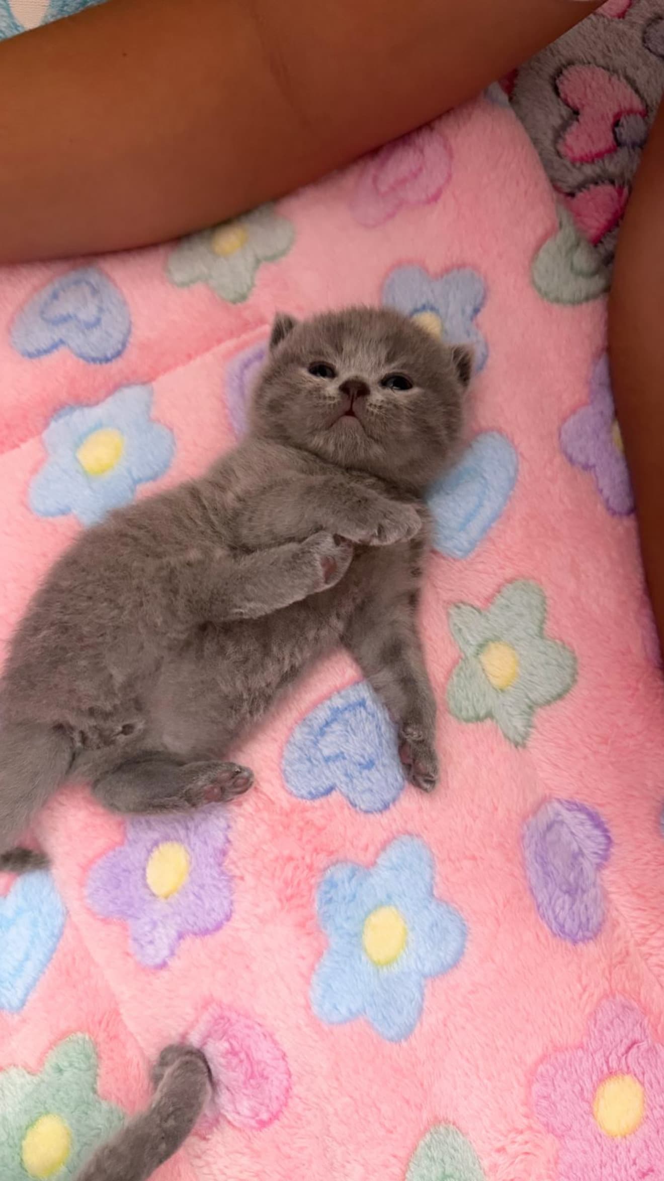 Reinrassige Britisch Kurzhaar Kitten