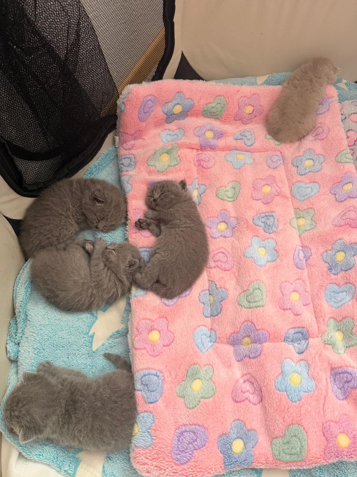 Reinrassige Britisch Kurzhaar Kitten
