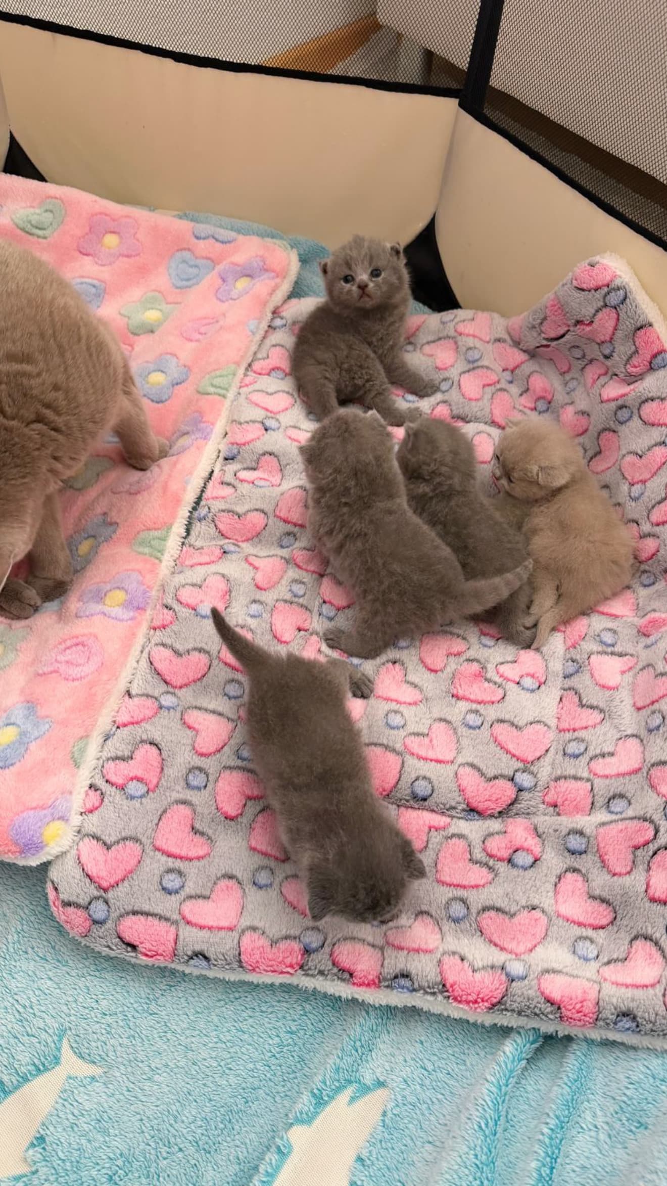 Reinrassige Britisch Kurzhaar Kitten