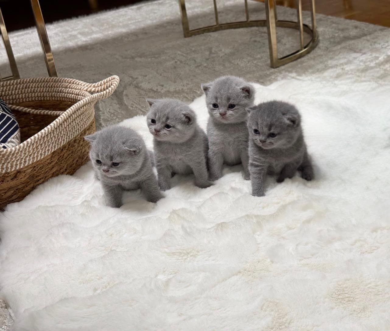Reinrassige Britisch Kurzhaar Kitten